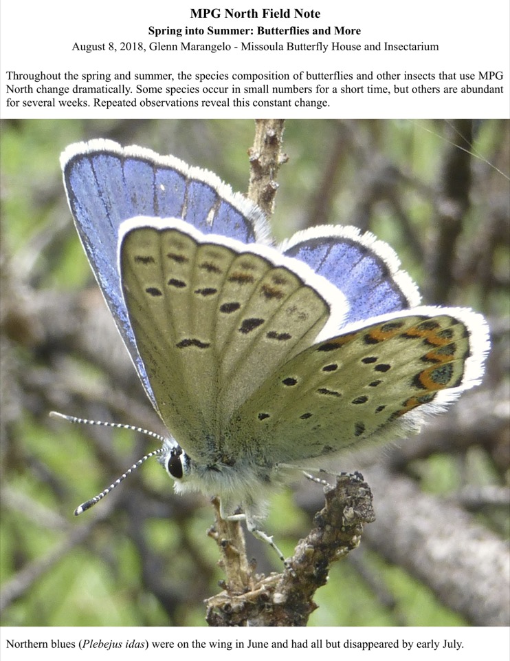 Throughout the spring and summer, the species composition of butterflies and other insects that use MPG North change dramatically. Throughout the spring and summer, the species composition of butterflies and other insects that use MPG North change dramatically.