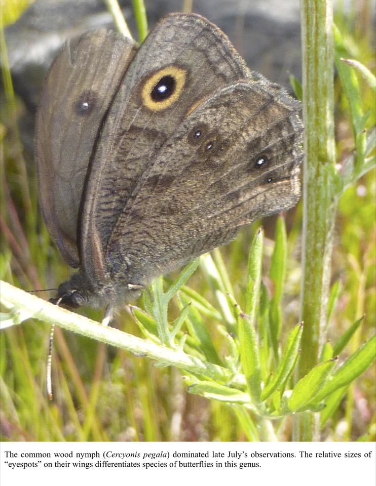 The common wood nymph (Cercyonis pegala) dominated late July’s observations. The common wood nymph (Cercyonis pegala) dominated late July’s observations.