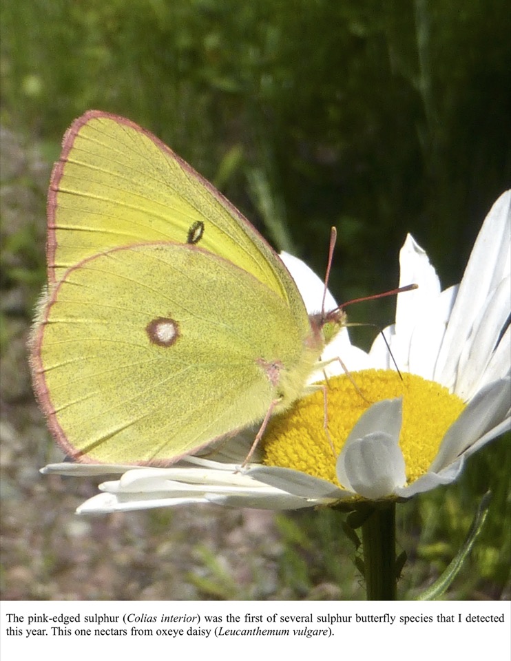 The pink-edged sulphur (Colias interior) was the first of several sulphur butterfly species that I detected this year. The pink-edged sulphur (Colias interior) was the first of several sulphur butterfly species that I detected this year.