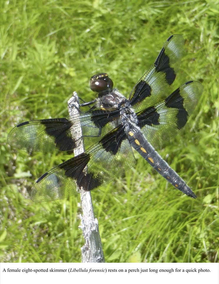 A female eight-spotted skimmer (Libellula forensic) rests on a perch just long enough for a quick photo. A female eight-spotted skimmer (Libellula forensic) rests on a perch just long enough for a quick photo.