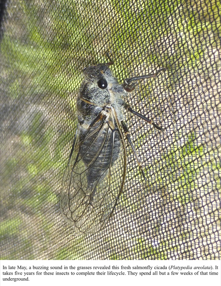 In late May, a buzzing sound in the grasses revealed this fresh salmonfly cicada (Platypedia areolata). In late May, a buzzing sound in the grasses revealed this fresh salmonfly cicada (Platypedia areolata).