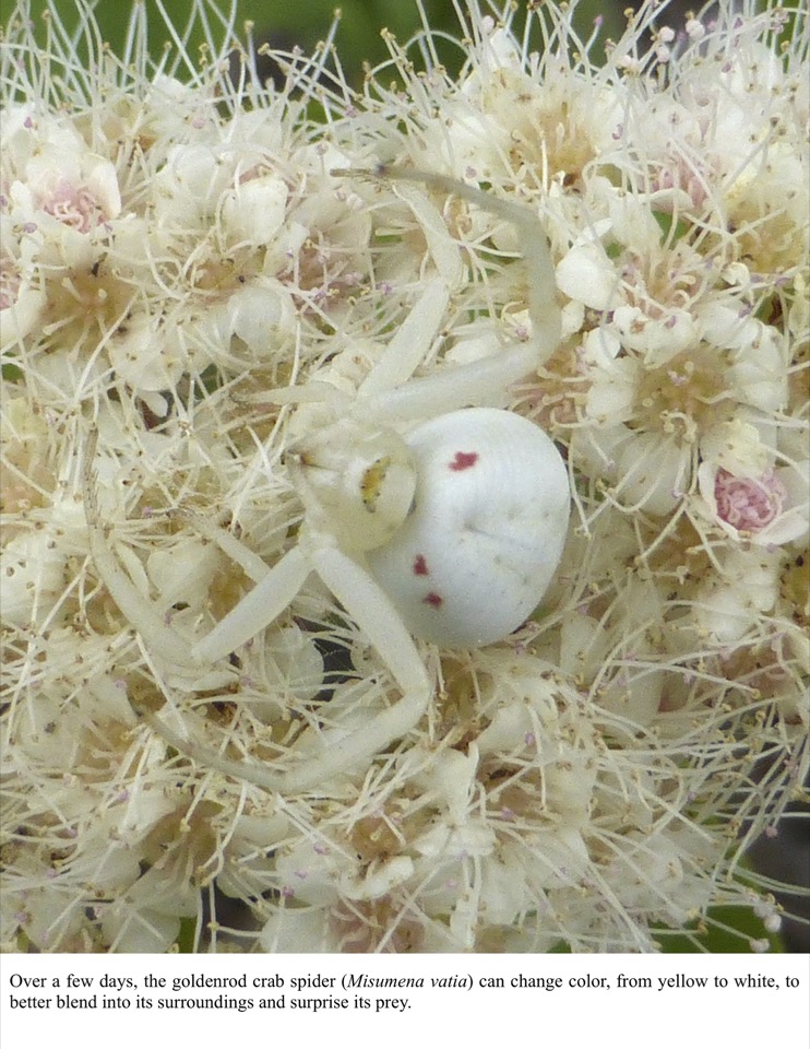 Over a few days, the goldenrod crab spider (Misumena vatia) can change color, from yellow to white, to better blend into its surroundings and surprise its prey.
Over a few days, the goldenrod crab spider (Misumena vatia) can change color, from yellow to white, to better blend into its surroundings and surprise its prey.