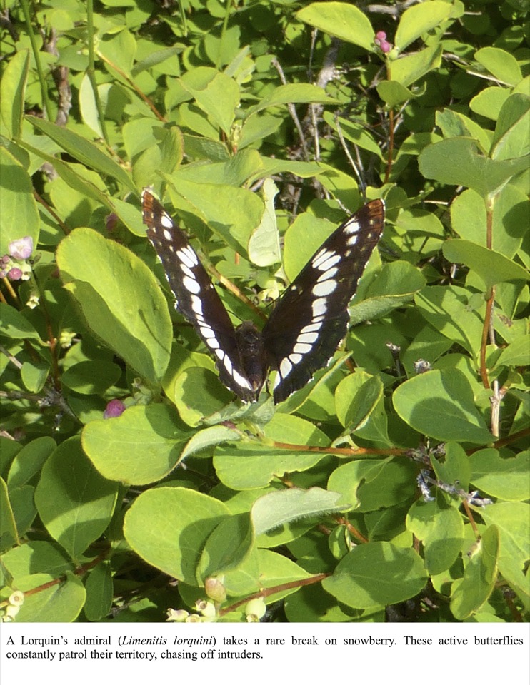 A Lorquin’s admiral (Limenitis lorquini) takes a rare break on snowberry. A Lorquin’s admiral (Limenitis lorquini) takes a rare break on snowberry.