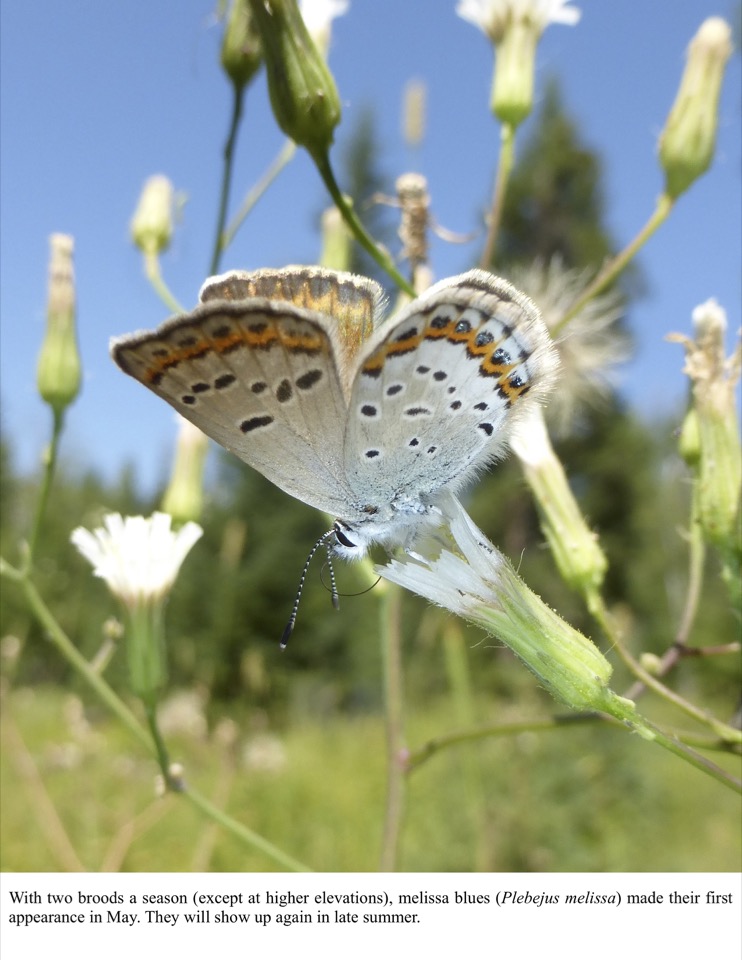 With two broods a season (except at higher elevations), melissa blues (Plebejus melissa) made their first appearance in May. With two broods a season (except at higher elevations), melissa blues (Plebejus melissa) made their first appearance in May.