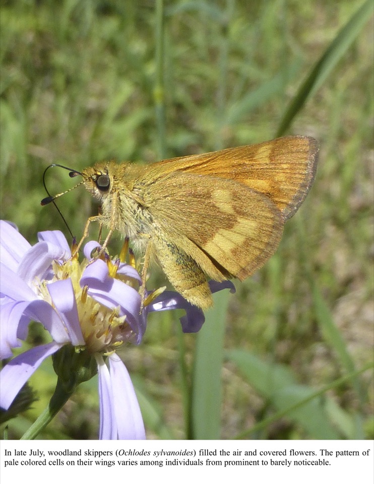 In late July, woodland skippers (Ochlodes sylvanoides) filled the air and covered flowers In late July, woodland skippers (Ochlodes sylvanoides) filled the air and covered flowers