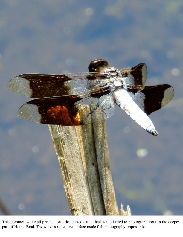 This common whitetail perched on a desiccated cattail leaf while I tried to photograph trout in the deepest part of Home Pond. The water’s reflective surface made fish photography impossible. This common whitetail perched on a desiccated cattail leaf while I tried to photograph trout in the deepest part of Home Pond. The water’s reflective surface made fish photography impossible.