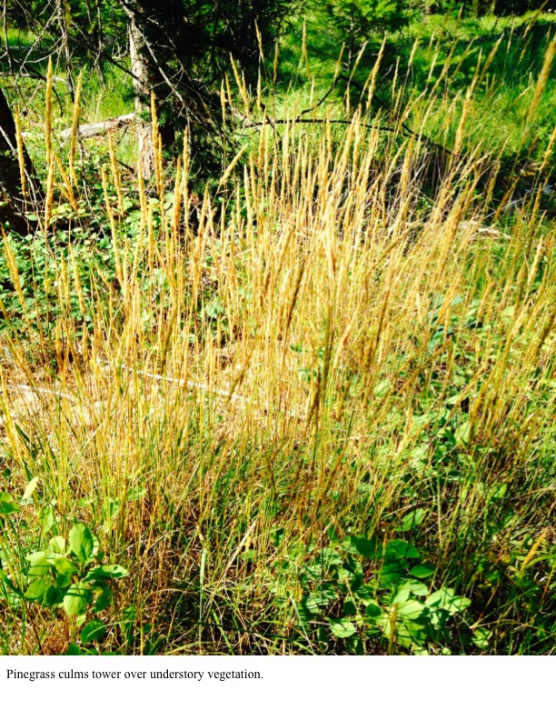 Pinegrass culms tower over understory vegetation. Pinegrass culms tower over understory vegetation.