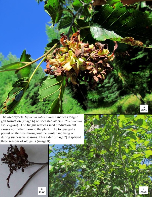 The ascomycete Taphrina robinsoniana induces tongue gall formation (image 6) on speckled alders (Alnus incana ssp. rugosa). The fungus reduces seed production but causes no further harm to the plant. The tongue galls persist on the tree throughout the winter and hang on during successive seasons. This alder (image 7) displayed three seasons of old galls (image 8). The ascomycete Taphrina robinsoniana induces tongue gall formation (image 6) on speckled alders (Alnus incana ssp. rugosa). The fungus reduces seed production but causes no further harm to the plant. The tongue galls persist on the tree throughout the winter and hang on during successive seasons. This alder (image 7) displayed three seasons of old galls (image 8).
