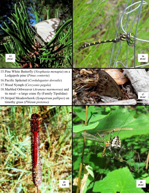 15.Pine White Butterfly (Neophasia menapia) on a Lodgepole pine (Pinus contorta) 16.Pacific Spiketail (Cordulegaster dorsalis) 17.Wood Nymph (Cercyonis pegala) 18.Marbled Orbweaver (Araneus marmoreus) and its meal—a large crane fly (Family Tipulidae) 19.Striped Meadowhawk (Sympetrum pallipes) on timothy grass (Phleum pretense) 15.Pine White Butterfly (Neophasia menapia) on a Lodgepole pine (Pinus contorta) 16.Pacific Spiketail (Cordulegaster dorsalis) 17.Wood Nymph (Cercyonis pegala) 18.Marbled Orbweaver (Araneus marmoreus) and its meal—a large crane fly (Family Tipulidae) 19.Striped Meadowhawk (Sympetrum pallipes) on timothy grass (Phleum pretense)