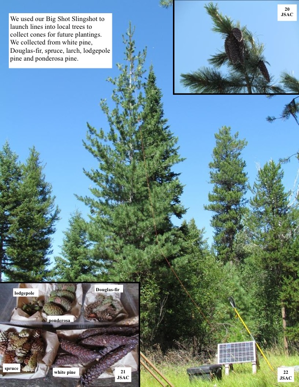 We used our Big Shot Slingshot to launch lines into local trees to collect cones for future plantings. We collected from white pine, Douglas-fir, spruce, larch, lodgepole pine and ponderosa pine. We used our Big Shot Slingshot to launch lines into local trees to collect cones for future plantings. We collected from white pine, Douglas-fir, spruce, larch, lodgepole pine and ponderosa pine.