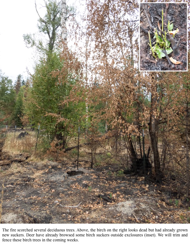 The fire scorched several deciduous trees. Above, the birch on the right looks dead but had already grown new suckers. The fire scorched several deciduous trees. Above, the birch on the right looks dead but had already grown new suckers.