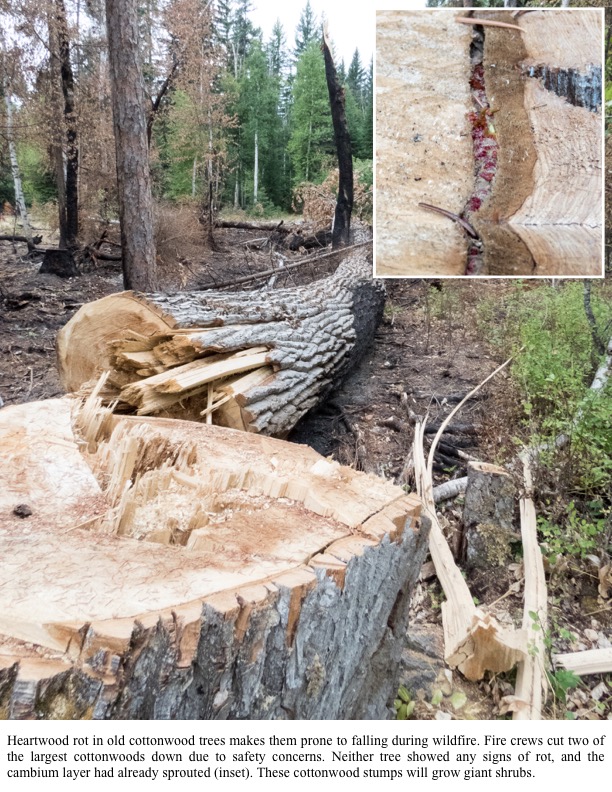 Heartwood rot in old cottonwood trees makes them prone to falling during wildfire. Fire crews cut two of the largest cottonwoods down due to safety concerns. Heartwood rot in old cottonwood trees makes them prone to falling during wildfire. Fire crews cut two of the largest cottonwoods down due to safety concerns.