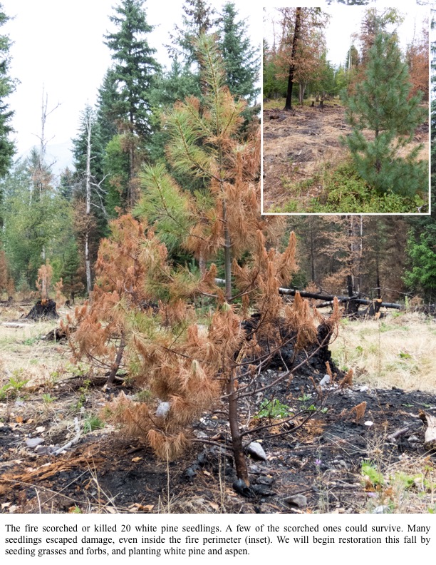 The fire scorched or killed 20 white pine seedlings. A few of the scorched ones could survive. Many seedlings escaped damage, even inside the fire perimeter (inset). The fire scorched or killed 20 white pine seedlings. A few of the scorched ones could survive. Many seedlings escaped damage, even inside the fire perimeter (inset).