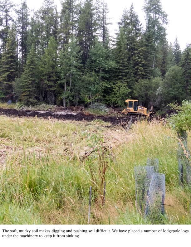 The soft, mucky soil makes digging and pushing soil difficult. We have placed a number of lodgepole logs under the machinery to keep it from sinking. The soft, mucky soil makes digging and pushing soil difficult. We have placed a number of lodgepole logs under the machinery to keep it from sinking.