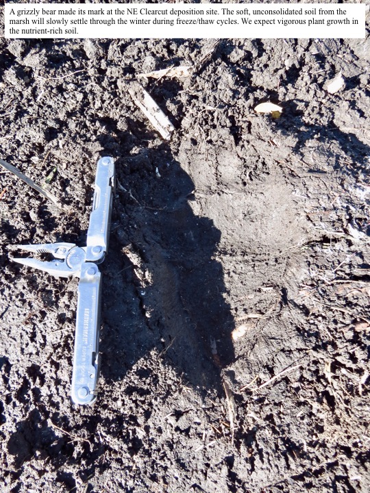 A grizzly bear made its mark at the NE Clearcut deposition site. A grizzly bear made its mark at the NE Clearcut deposition site.