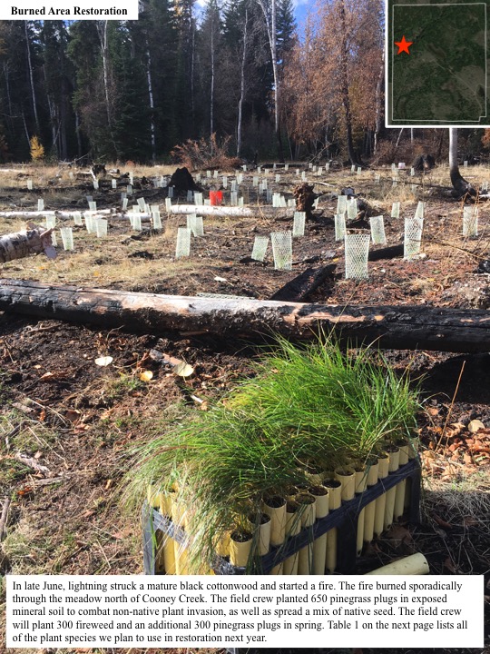 In late June, lightning struck a mature black cottonwood and started a fire. In late June, lightning struck a mature black cottonwood and started a fire.