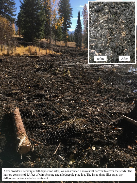 After broadcast seeding at fill deposition sites, we constructed a makeshift harrow to cover the seeds. After broadcast seeding at fill deposition sites, we constructed a makeshift harrow to cover the seeds.