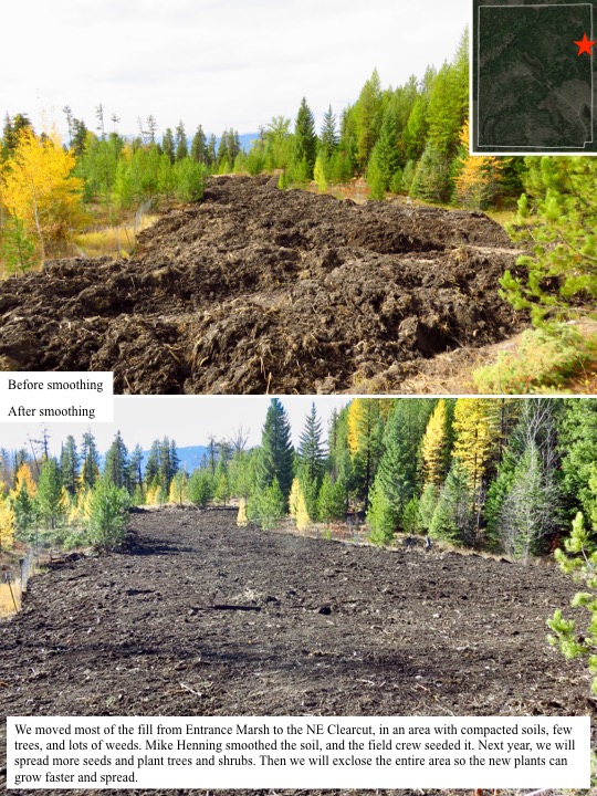 We moved most of the fill from Entrance Marsh to the NE Clearcut, in an area with compacted soils, few trees, and lots of weeds. We moved most of the fill from Entrance Marsh to the NE Clearcut, in an area with compacted soils, few trees, and lots of weeds.